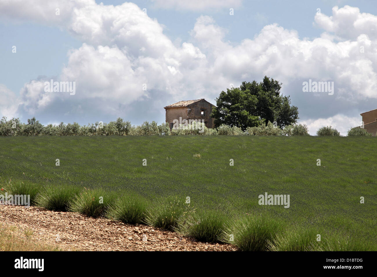 Lavendel-Feld in der Provence in Südfrankreich in Villars Stockfoto