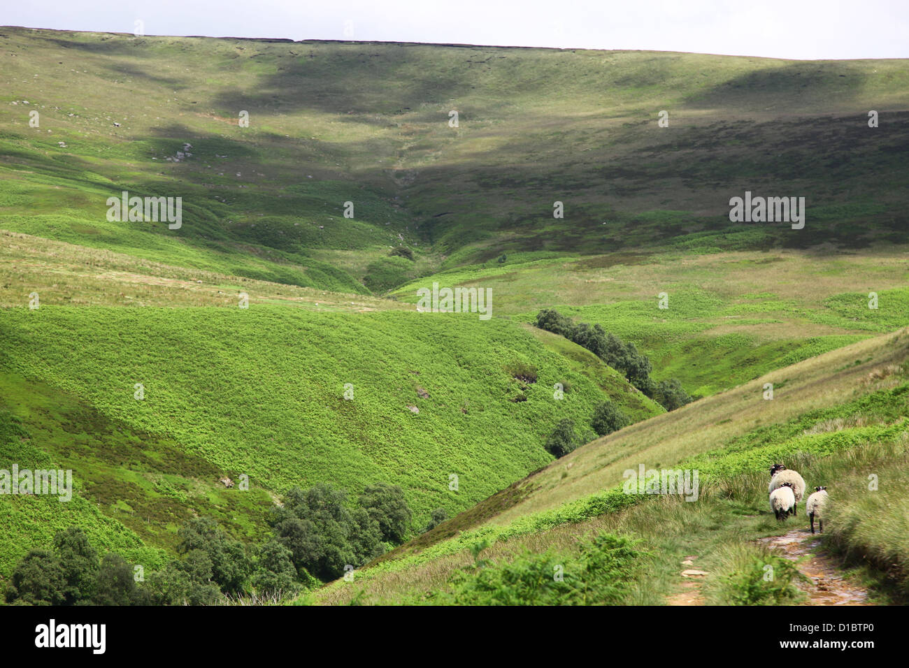 Schafe auf einem Wanderweg in Abbey Brook wenig Howden Moor auf die hohen Gipfel Estate Derbyshire dunklen Peak District National Park Stockfoto