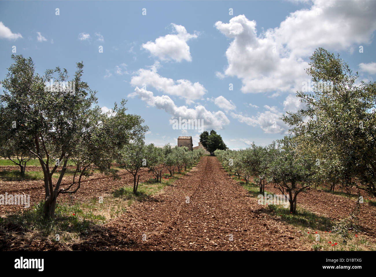 Olivenhain auf dem Plateau de Valensole in Puimoisson in der Provence Stockfoto