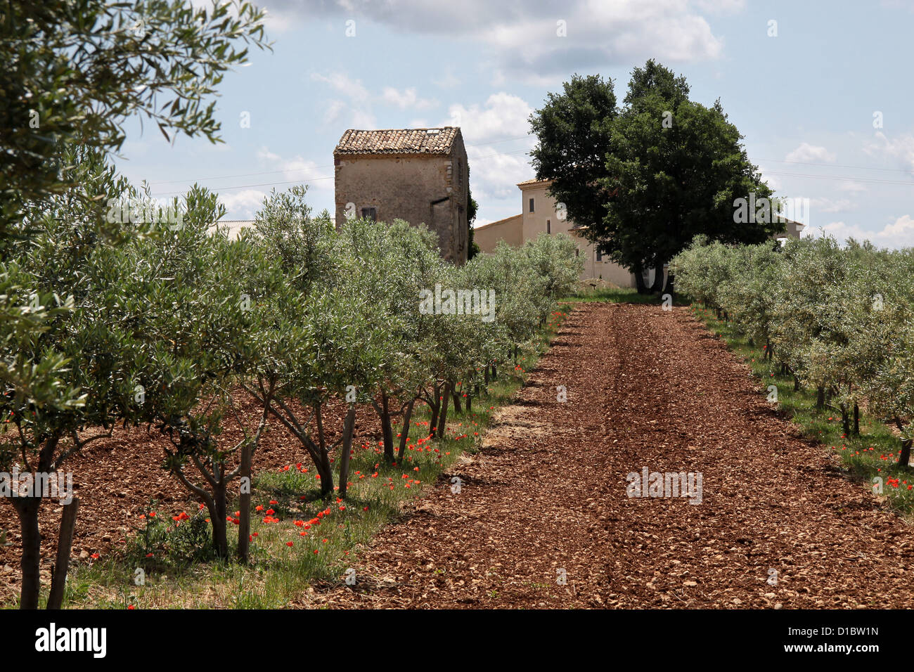 Olivenhain auf dem Plateau de Valensole in Puimoisson in der Provence Stockfoto