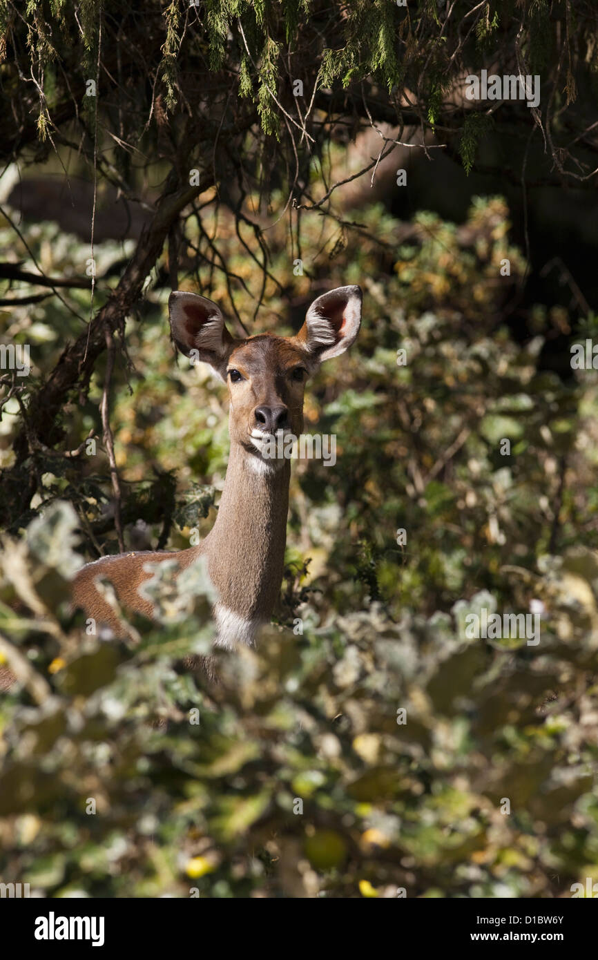 Berg-Nyala (Tragelaphus Buxtoni) in Afrika, Ostafrika, Oromia, Bale-Mountains-Nationalpark Stockfoto