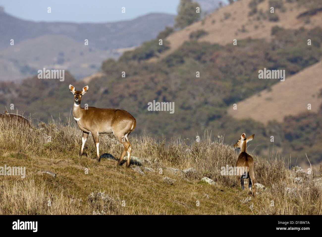 Berg-Nyala (Tragelaphus Buxtoni) in Afrika, Ostafrika, Oromia, Bale-Mountains-Nationalpark Stockfoto