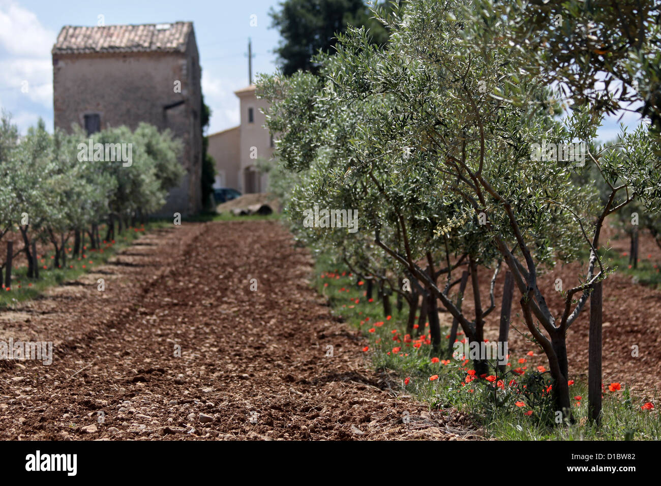 Olivenhain auf dem Plateau de Valensole in Puimoisson in der Provence Stockfoto