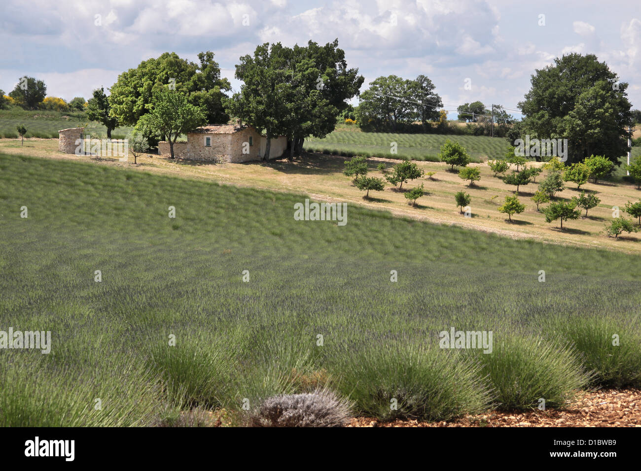 Lavendel-Feld in der Provence in Südfrankreich in der Puimoisson Stockfoto
