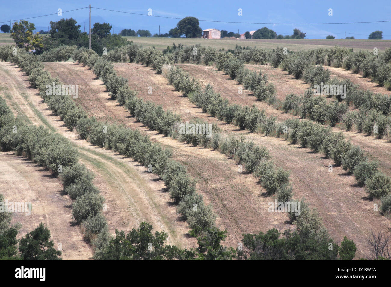Olivenhain auf dem Plateau de Valensole in Puimoisson in der Provence Stockfoto