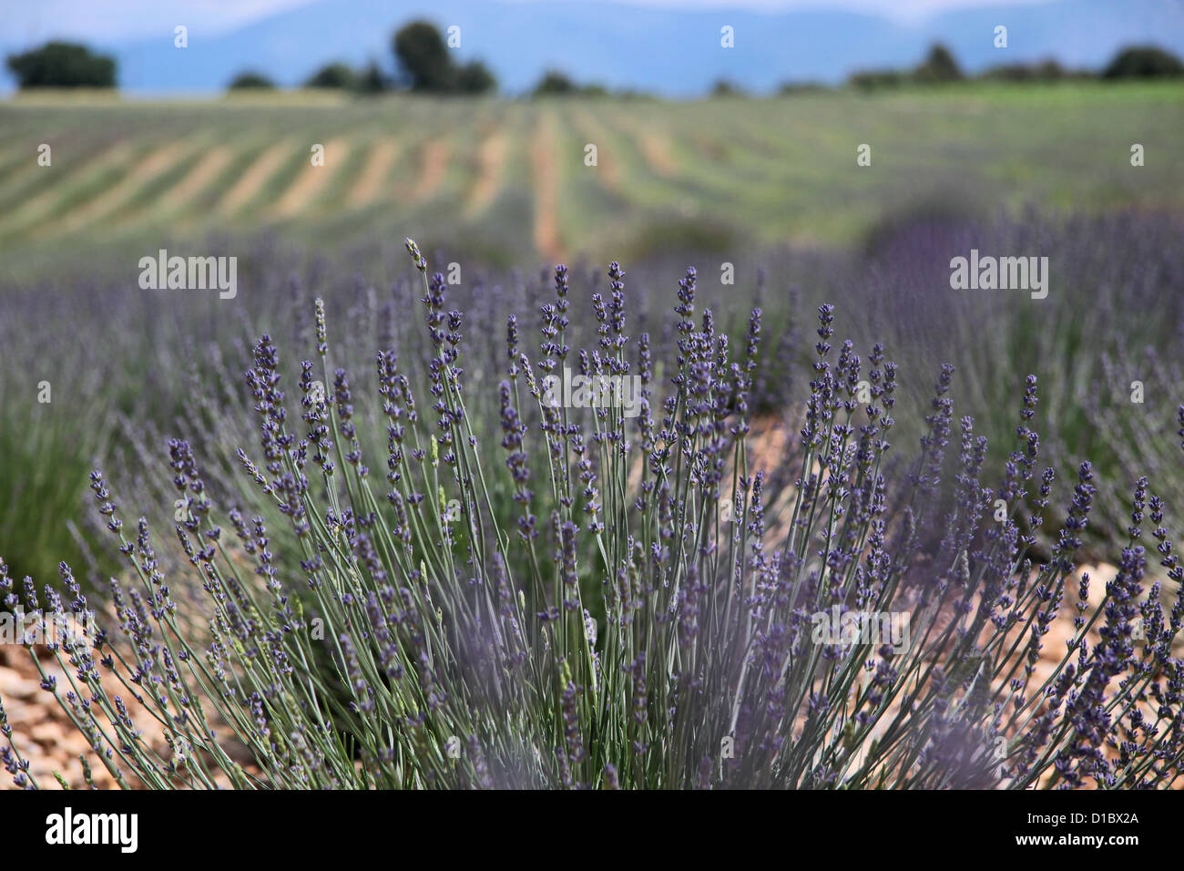 Lavendel-Feld in der Provence in Südfrankreich in der Puimoisson Stockfoto