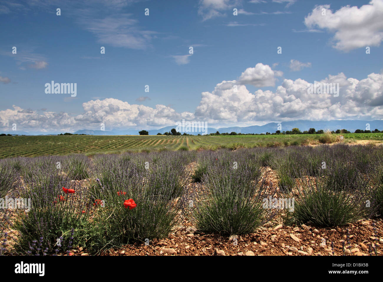 Lavendel-Feld in der Provence in Südfrankreich in der Puimoisson Stockfoto