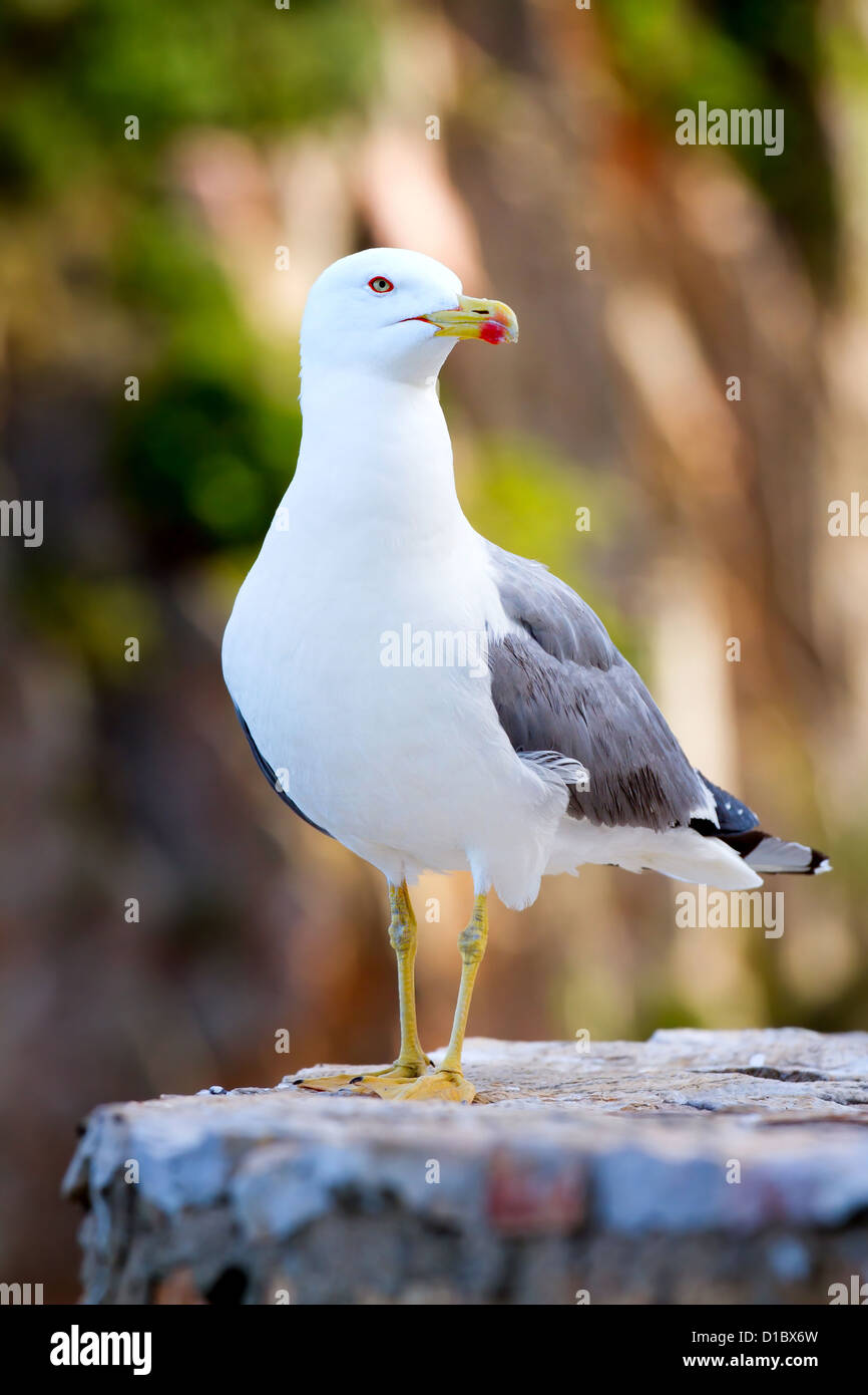 Sea Gull posiert anmutig für ein Foto. Stockfoto