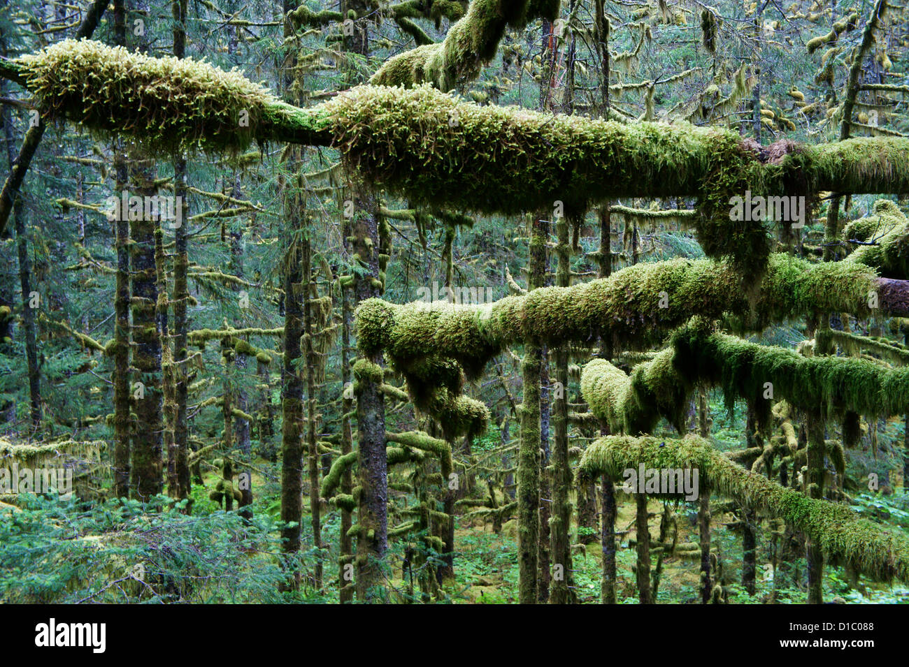 Moos bedeckt Bäume, gemäßigten Regenwald, an Fort Abercrombie, Kodiak Island, Alaska Stockfoto