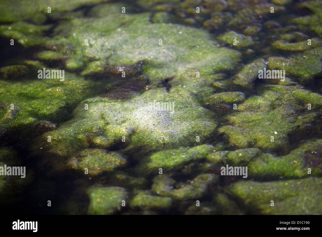 Budapest, Ungarn, grüne Algen in einem Teich Stockfoto