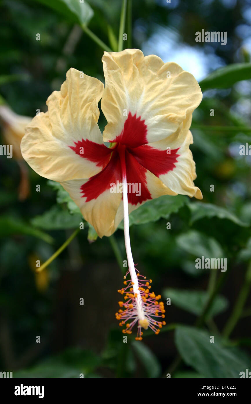 Creme, weiß und rot Hibiskusblüte Stockfoto