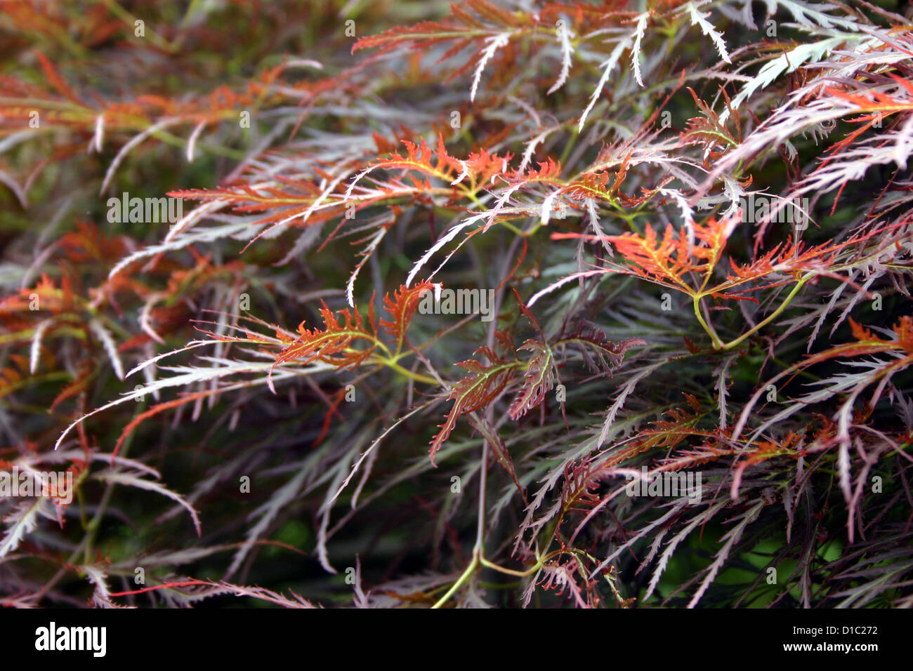 Japanischer Ahorn, Spitze Blatt in rot, braun, Bronze, Herbstfarben Stockfoto