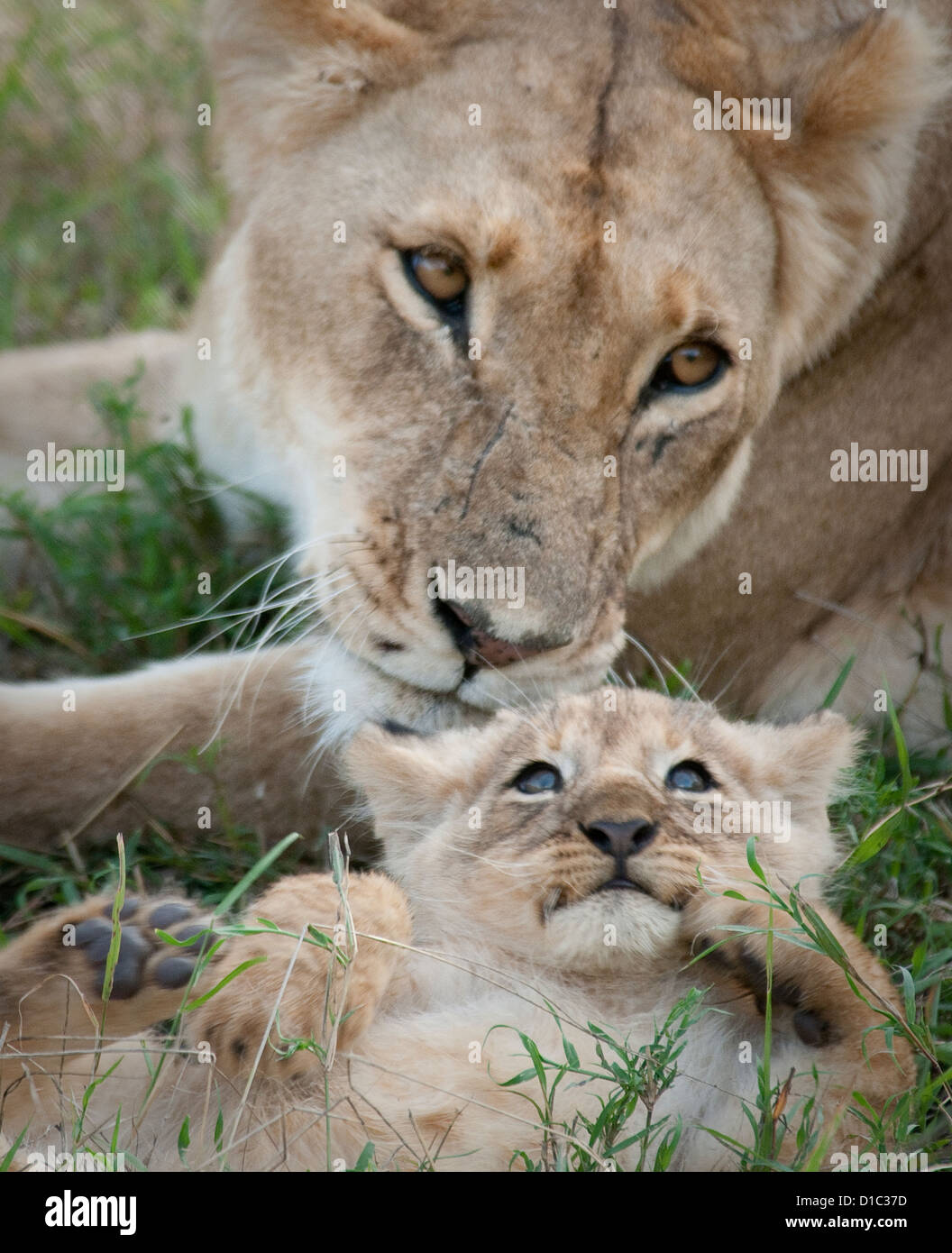 Mutter Löwin liegend mit Cub-Close up Stockfoto
