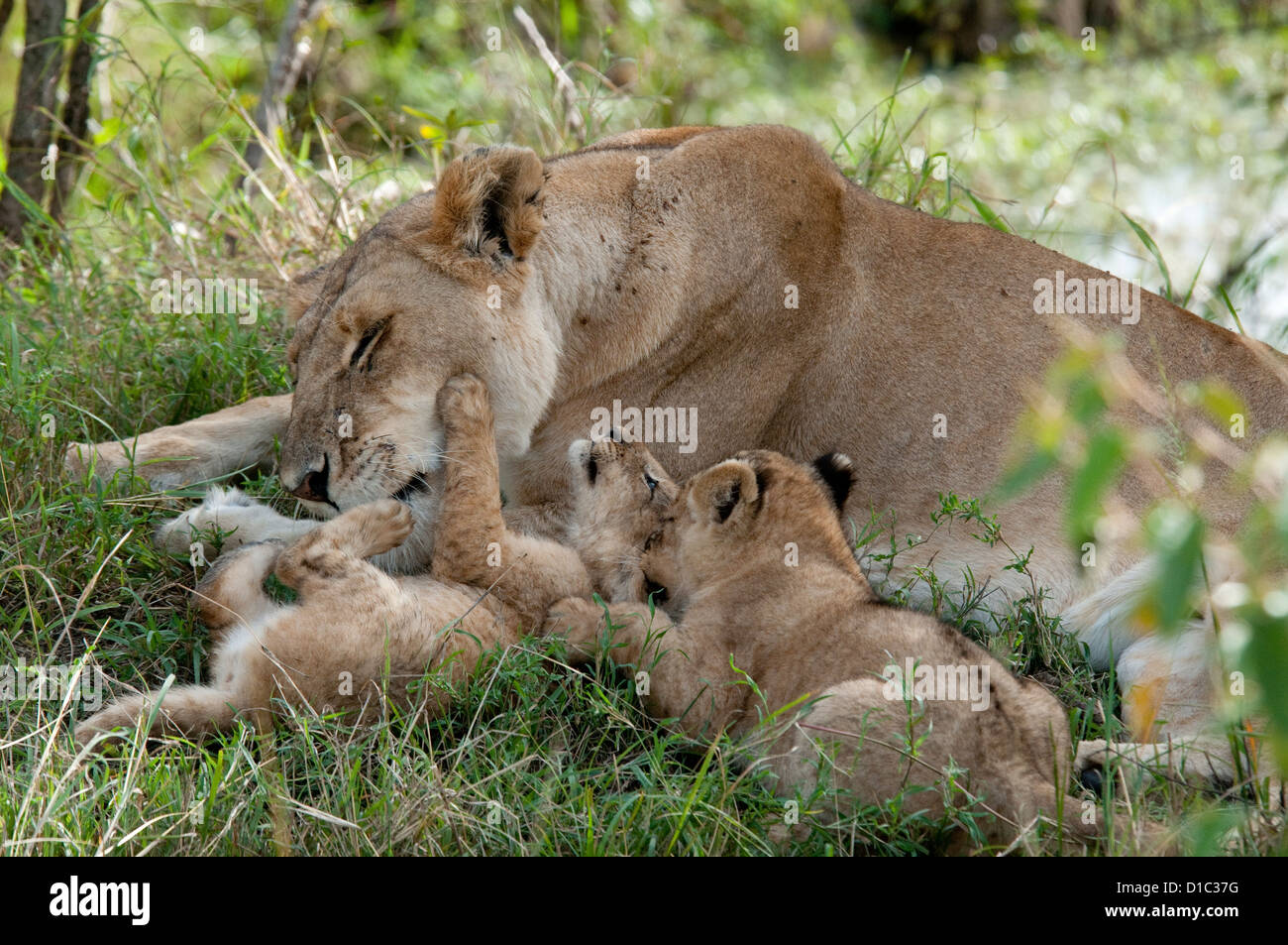 Löwin liegend mit zwei jungen Stockfoto