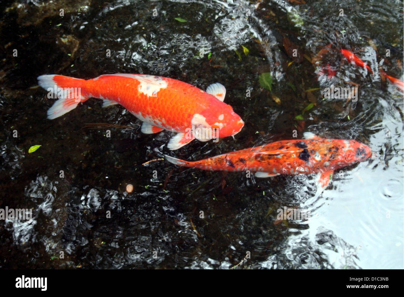 Reflection koi Fotos und Bildmaterial in hoher Auflösung Alamy