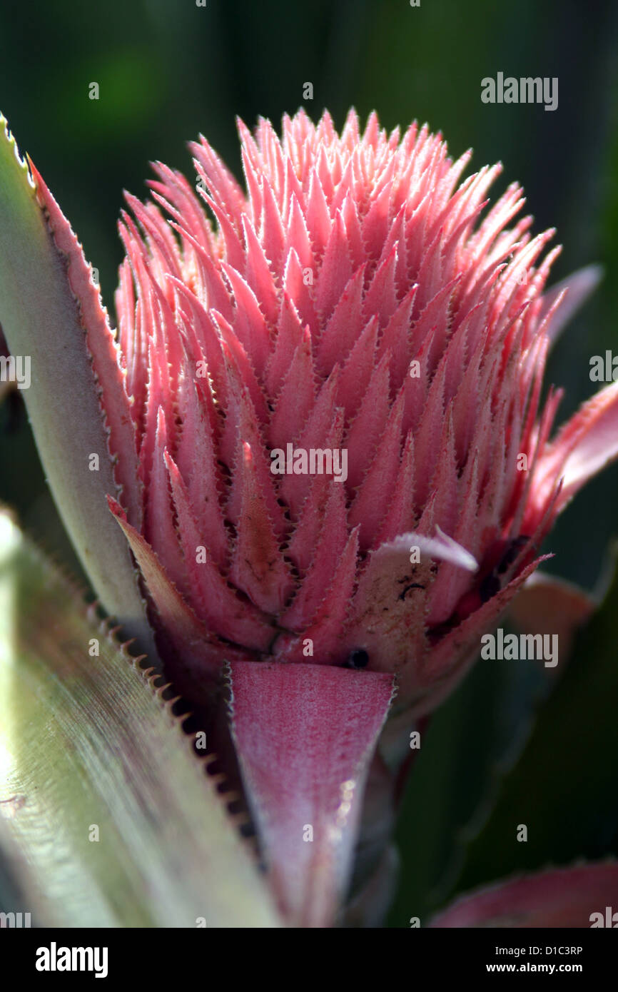 Rosa Ananas Bromelien Blume Stockfoto