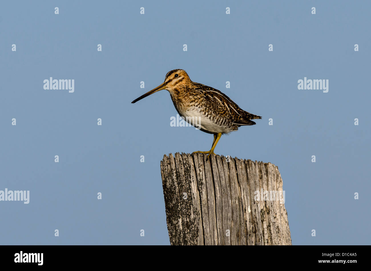 Wilson's Snipe im Malheur National Wildlife Refuge, Oregon, USA Stockfoto