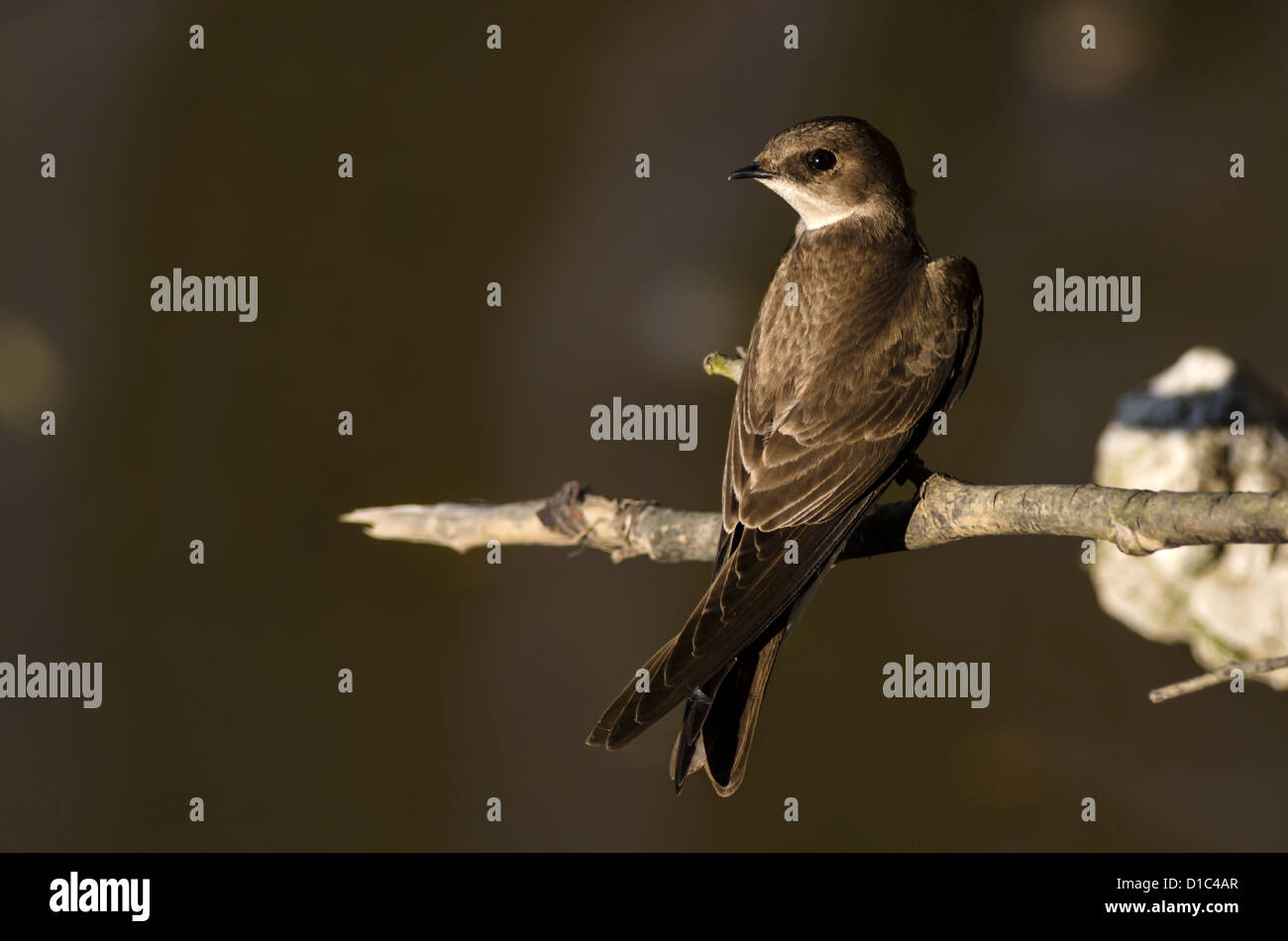 Nördlichen rau – Winged Schwalbe thront Oregon, USA Stockfoto