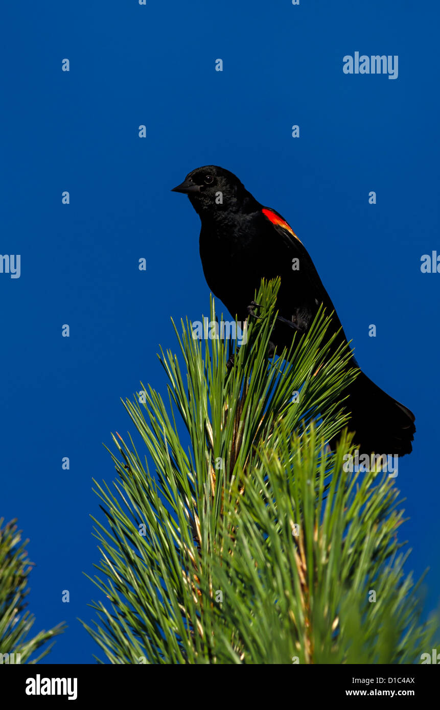Red-winged Blackbird Oregon, USA Stockfoto