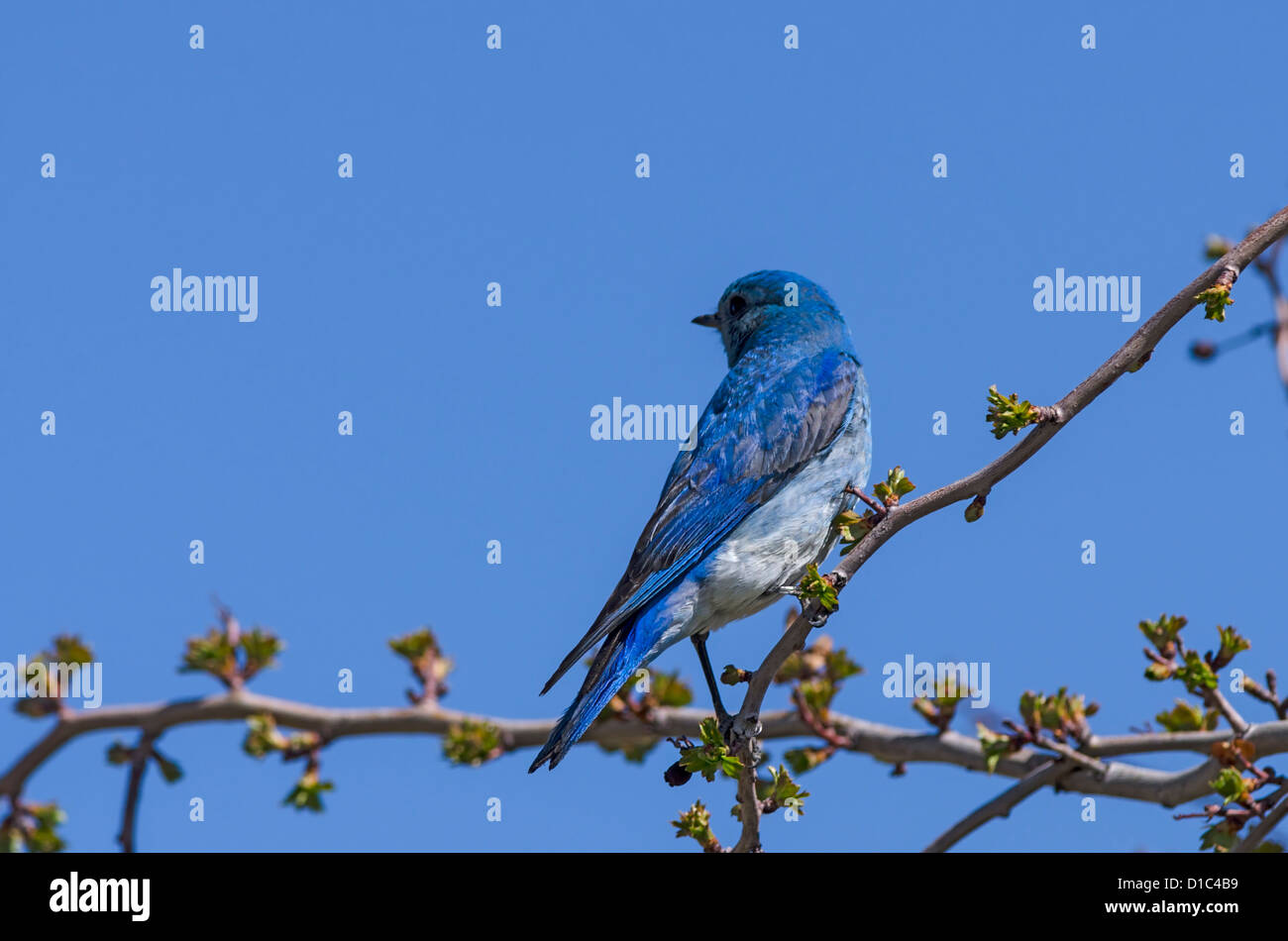 Berg-Bluebird Stockfoto