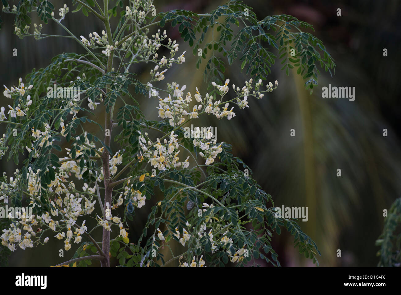 Moringa Oleifera, Drumstick Tree Blüte. Indien Stockfoto