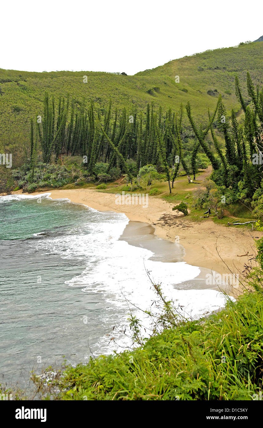 Strand, Tortoses Bay, Neukaledonien Frankreich Stockfoto
