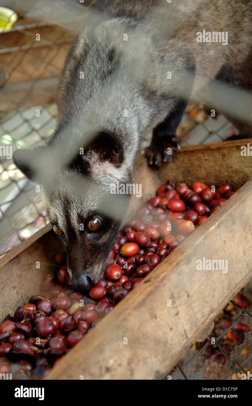 Bild von einem Luwak auf einer Ranch im Besitz von der Kaffee-Industrie Luwakmas, Kediri, Ost-Java. Stockfoto