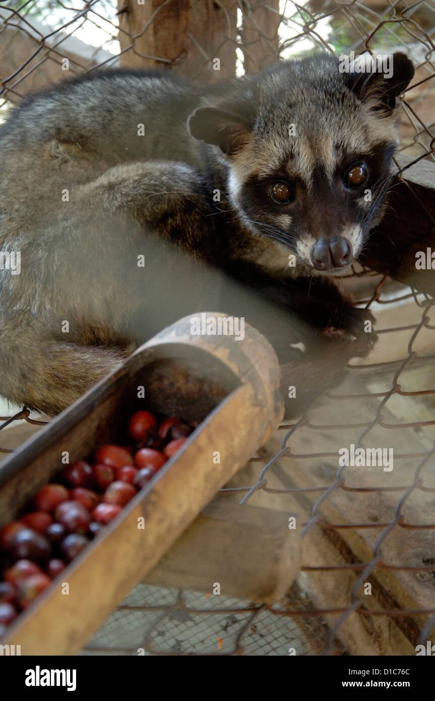 Bild von einem Luwak auf einer Ranch im Besitz von der Kaffee-Industrie Luwakmas, Kediri, Ost-Java. Stockfoto