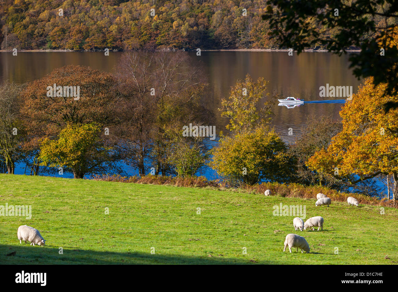 Schafbeweidung auf dem Coniston Water-Ufer in den Lake District National Park. Stockfoto