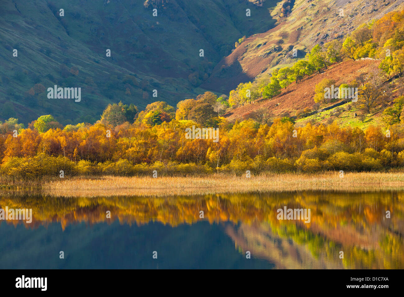 Herbstliche Bäume im Brüder Wasser, Lake District National Park. Stockfoto