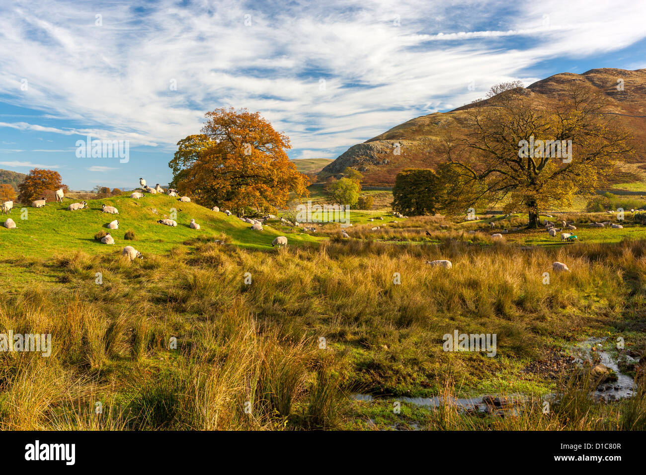 Schafe weiden in den Lake District National Park. Stockfoto