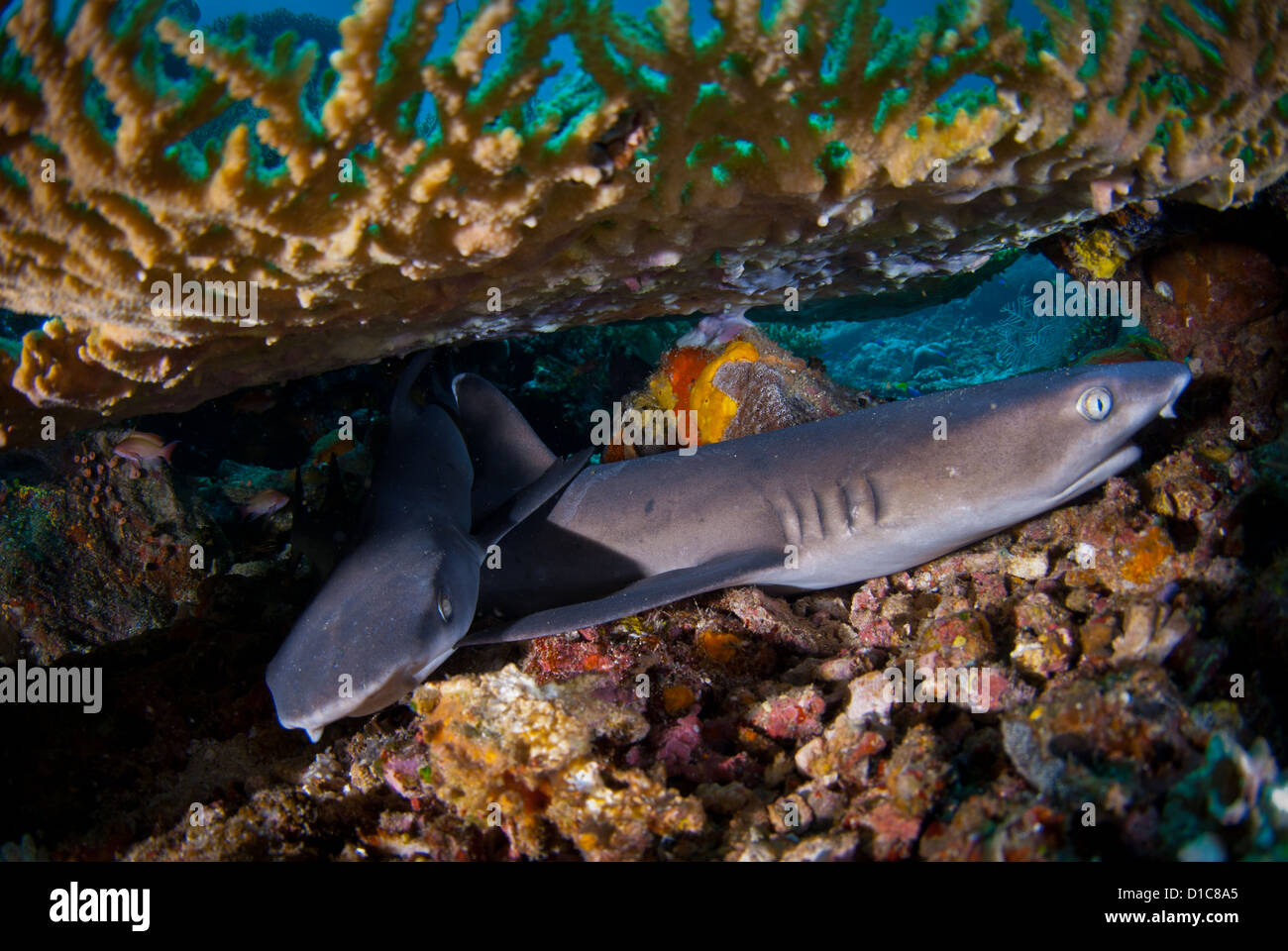 Weiß Spitze Riffhaie Welpen Jugendliche suchen Schutz und Zuflucht unter einem Tischkoralle. Am berühmten Tauchplatz Cristal Rock, Komodo Stockfoto