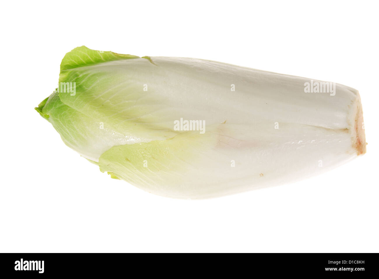 frischer Endivien auf dem weißen Hintergrund isoliert Stockfoto