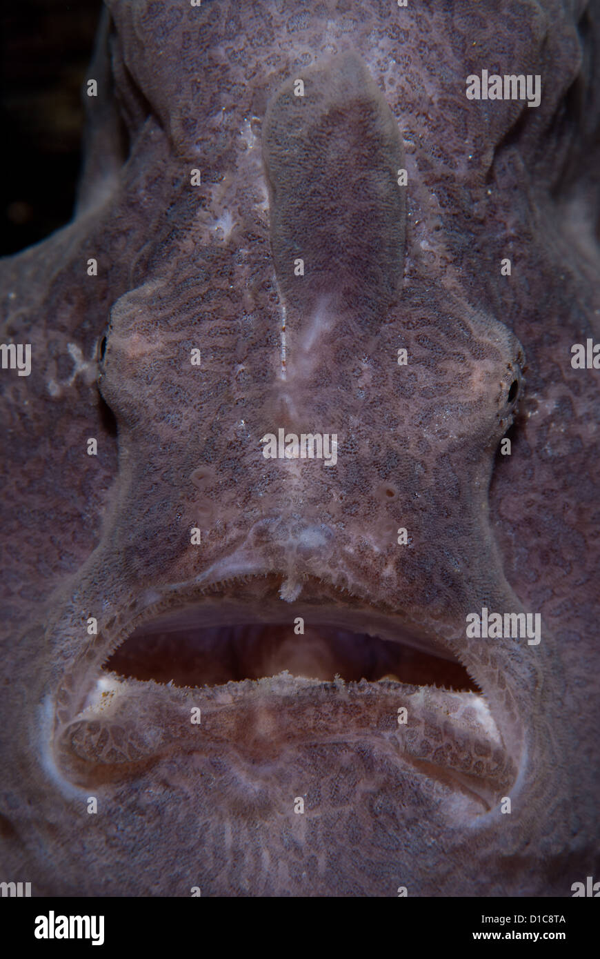 Das Gesicht des einen Anglerfisch füllt den gesamten Rahmen. Ein Riesen Anglerfisch von Komodo National Park, Indonesien. Süd Rincah. Stockfoto