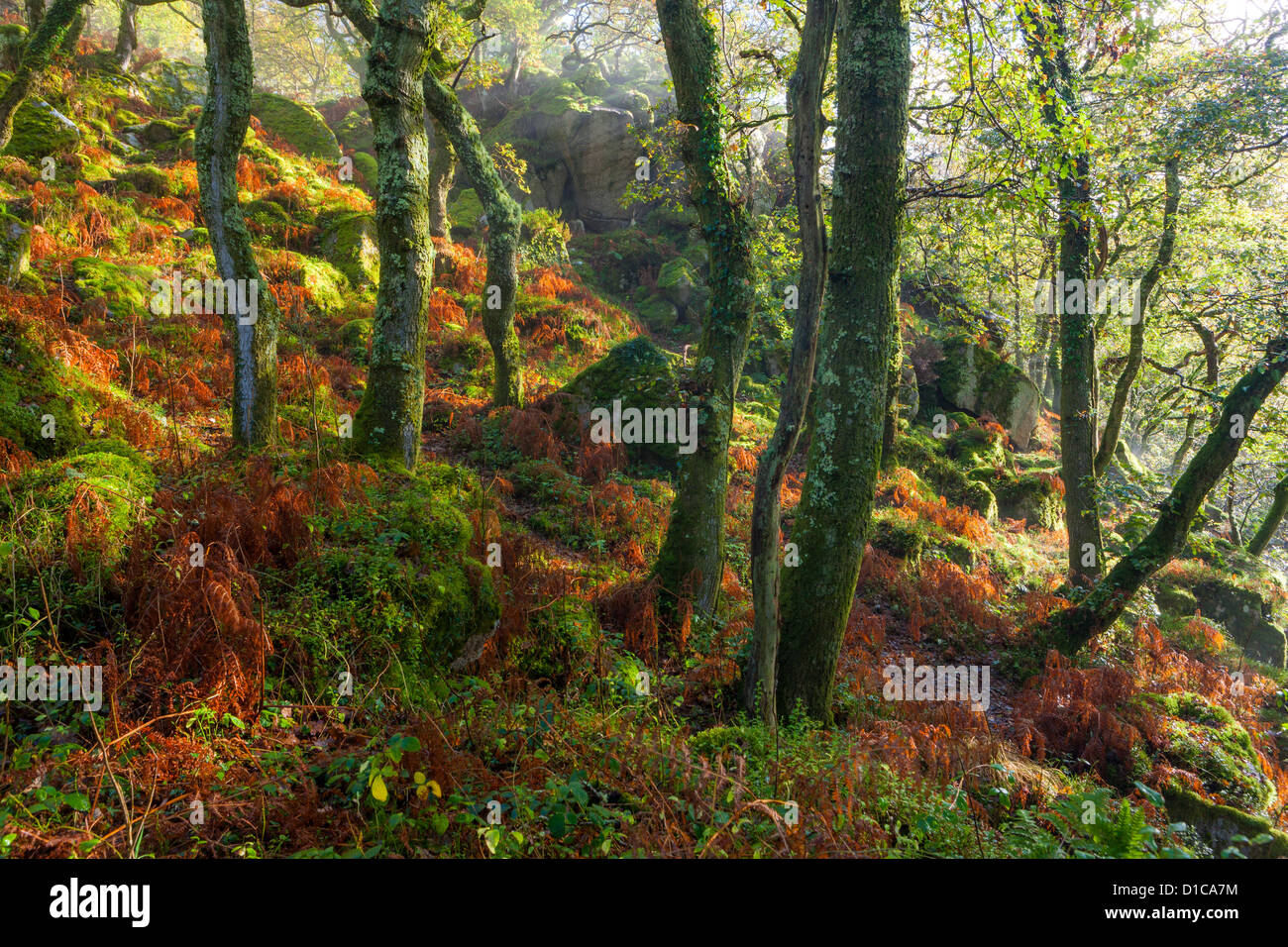 Dewerstone Wood in der Nähe von Shaugh Prior in Dartmoor National Park, Devon, England, UK, Europa Stockfoto