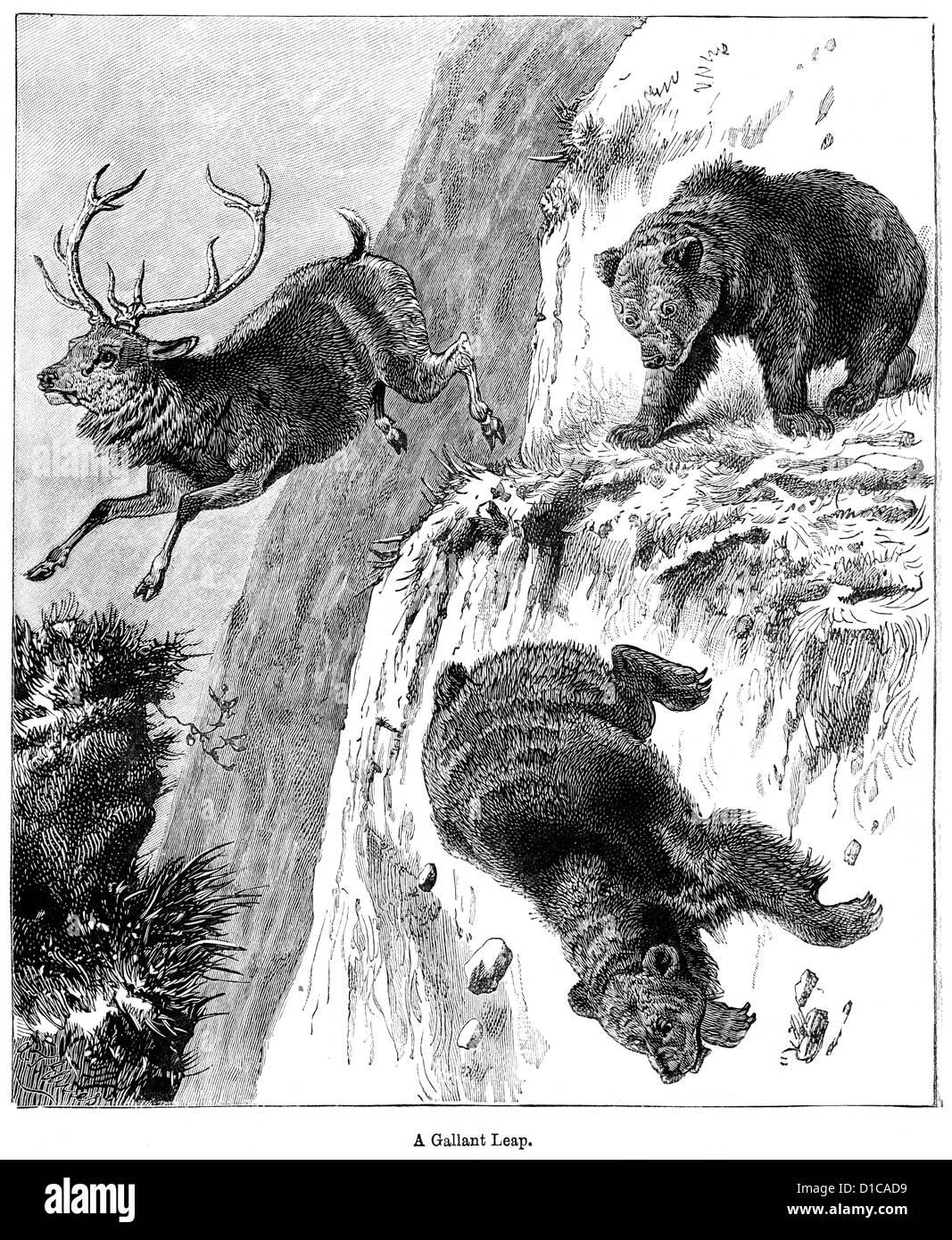 Viktorianische Gravur eines Hirsches zur Vermeidung von ein paar Bären, 1897 von einer Klippe springen Stockfoto