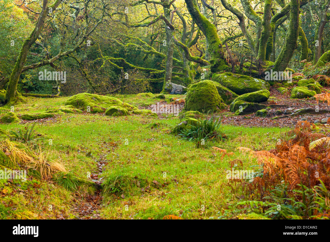 Dewerstone Wood in der Nähe von Shaugh Prior in Dartmoor National Park, Devon, England, UK, Europa Stockfoto