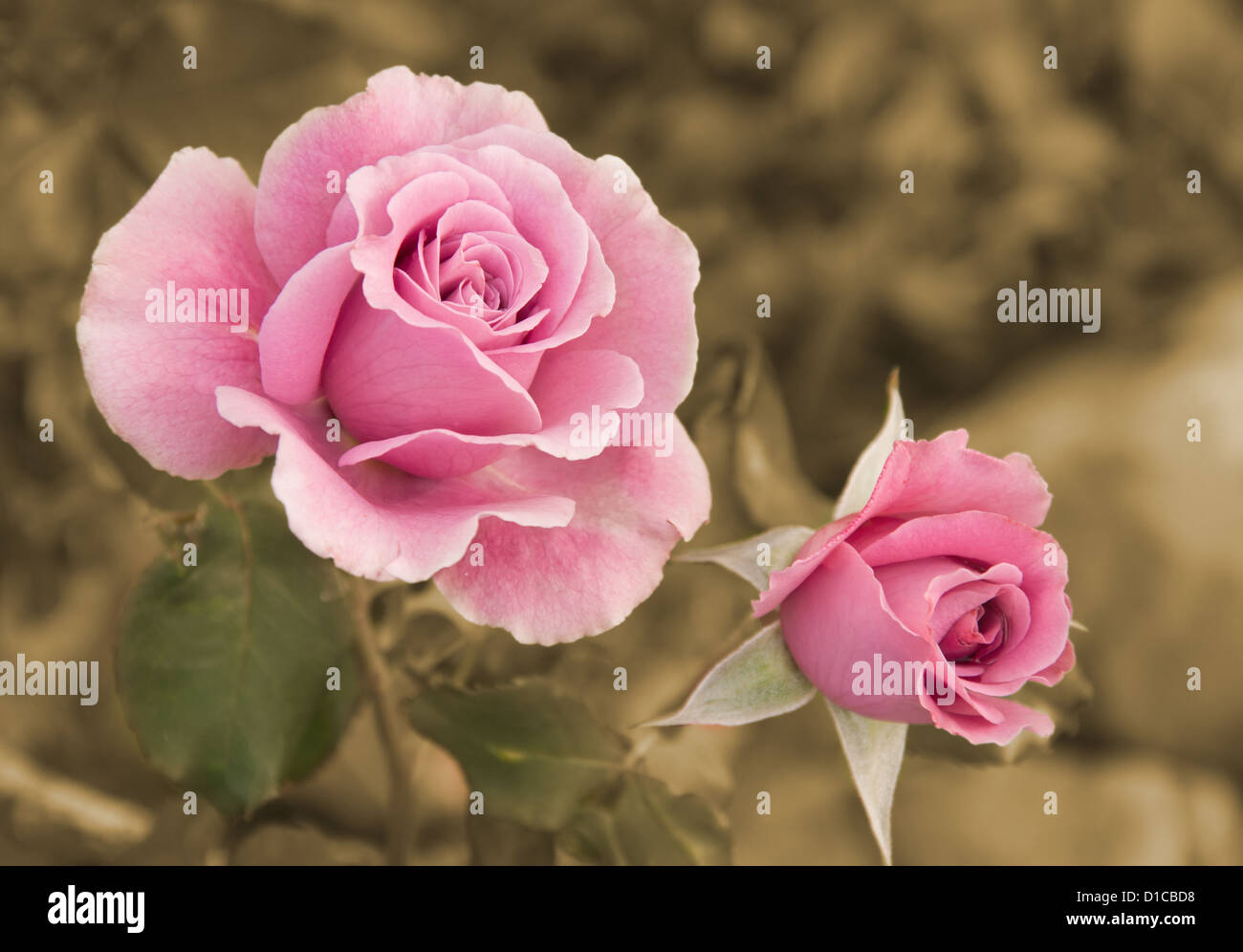 Rosa Rosen im Garten, Hintergrund in sanften Sepia-Farbton Stockfoto