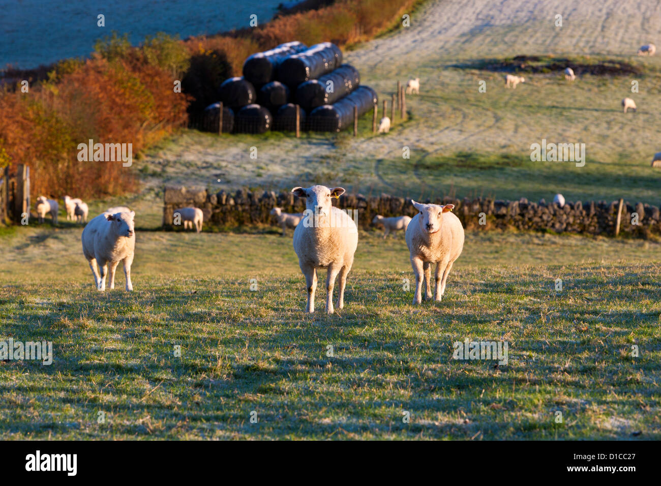 Felder am Rand Dartmoor National Park. Stockfoto
