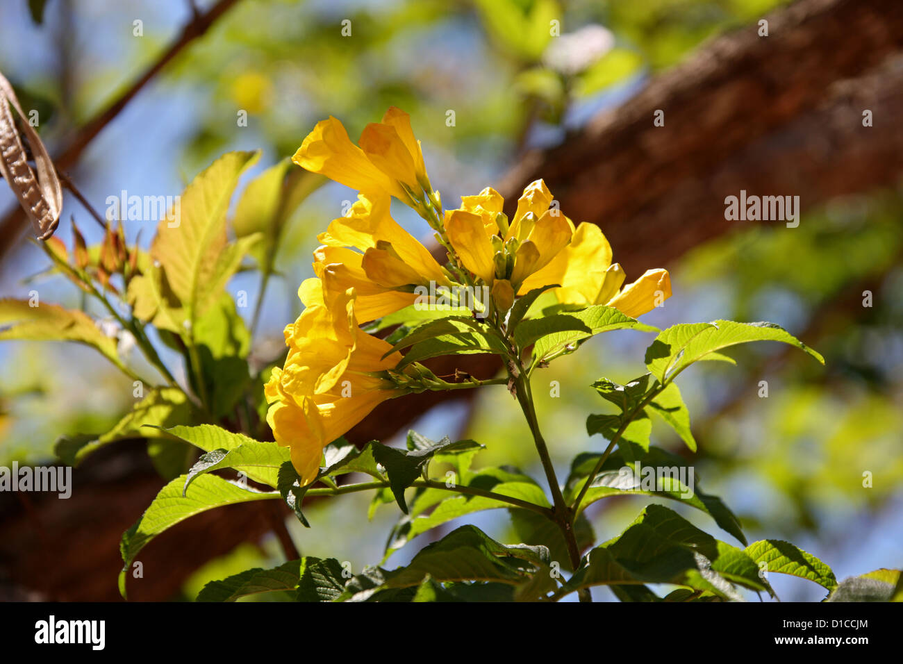 Gelbe Holunderbusch, Tecoma Stans, Catalpa. Stammt aus dem tropischen Amerika. Dieses Exemplar fotografiert in Madagaskar, Afrika Stockfoto