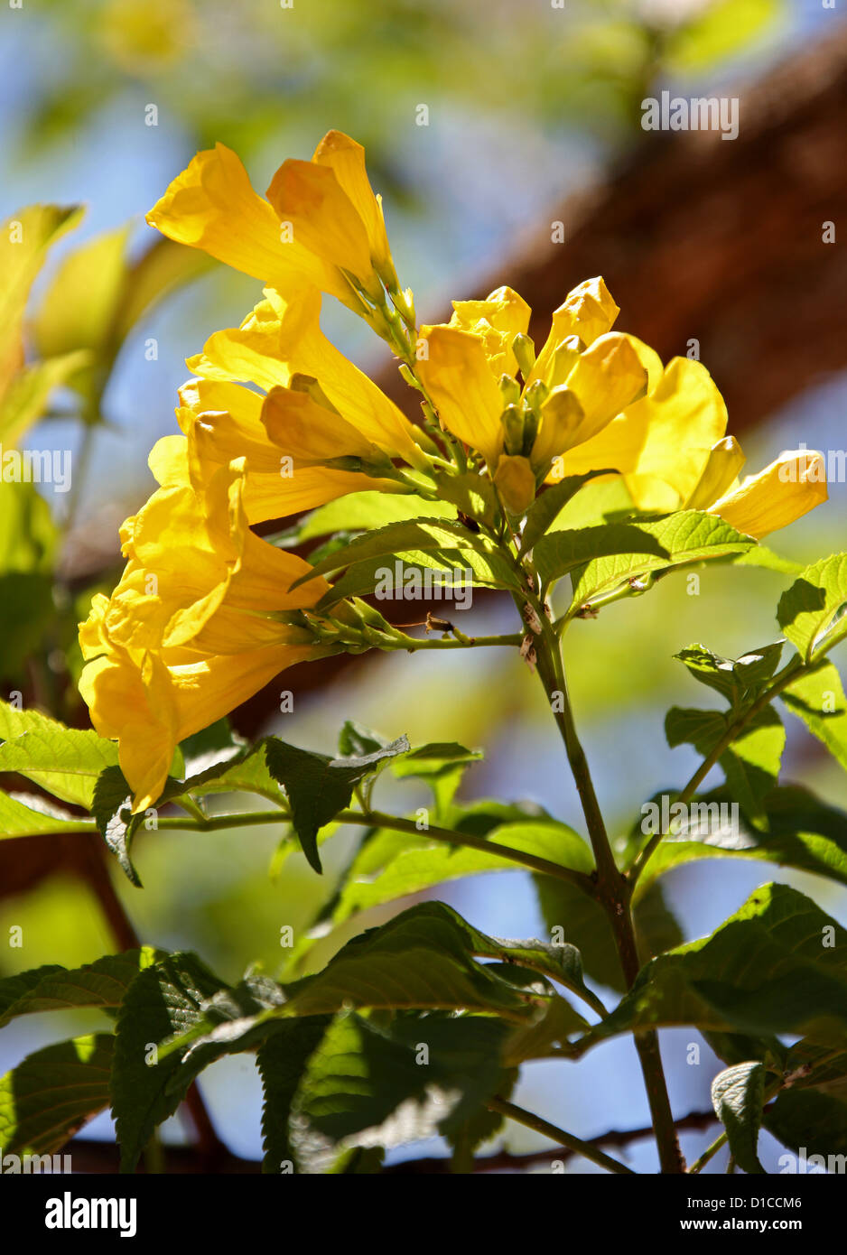 Gelbe Holunderbusch, Tecoma Stans, Catalpa. Stammt aus dem tropischen Amerika. Dieses Exemplar fotografiert in Madagaskar, Afrika Stockfoto