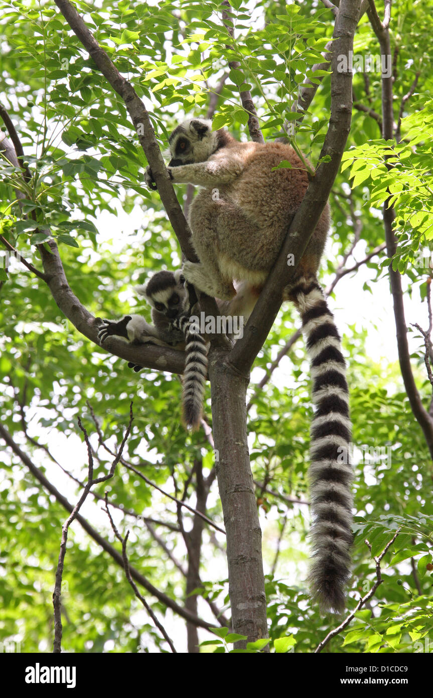 Ring tailed Lemur, Lemur Catta, Lemuridae, Primaten. Anja Gemeinschaftsreserve, in der Nähe von Ambalavao, Madagaskar, Afrika.  Familiengruppe. Stockfoto
