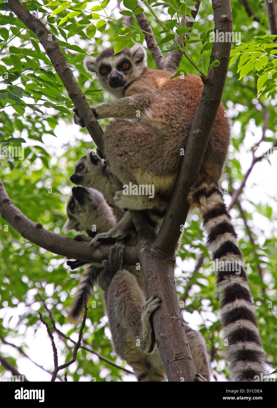 Ring tailed Lemur, Lemur Catta, Lemuridae, Primaten. Anja Gemeinschaftsreserve, in der Nähe von Ambalavao, Madagaskar, Afrika.  Familiengruppe. Stockfoto