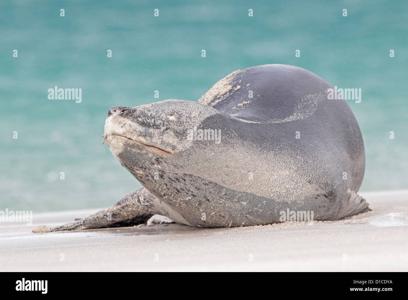 Leopard-Dichtung an einem Strand auf Bleaker Island Stockfoto