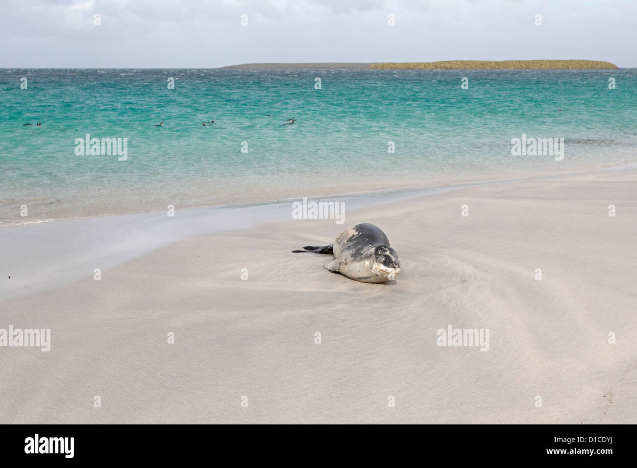 Seeleopard am Strand auf Bleaker Island Stockfoto