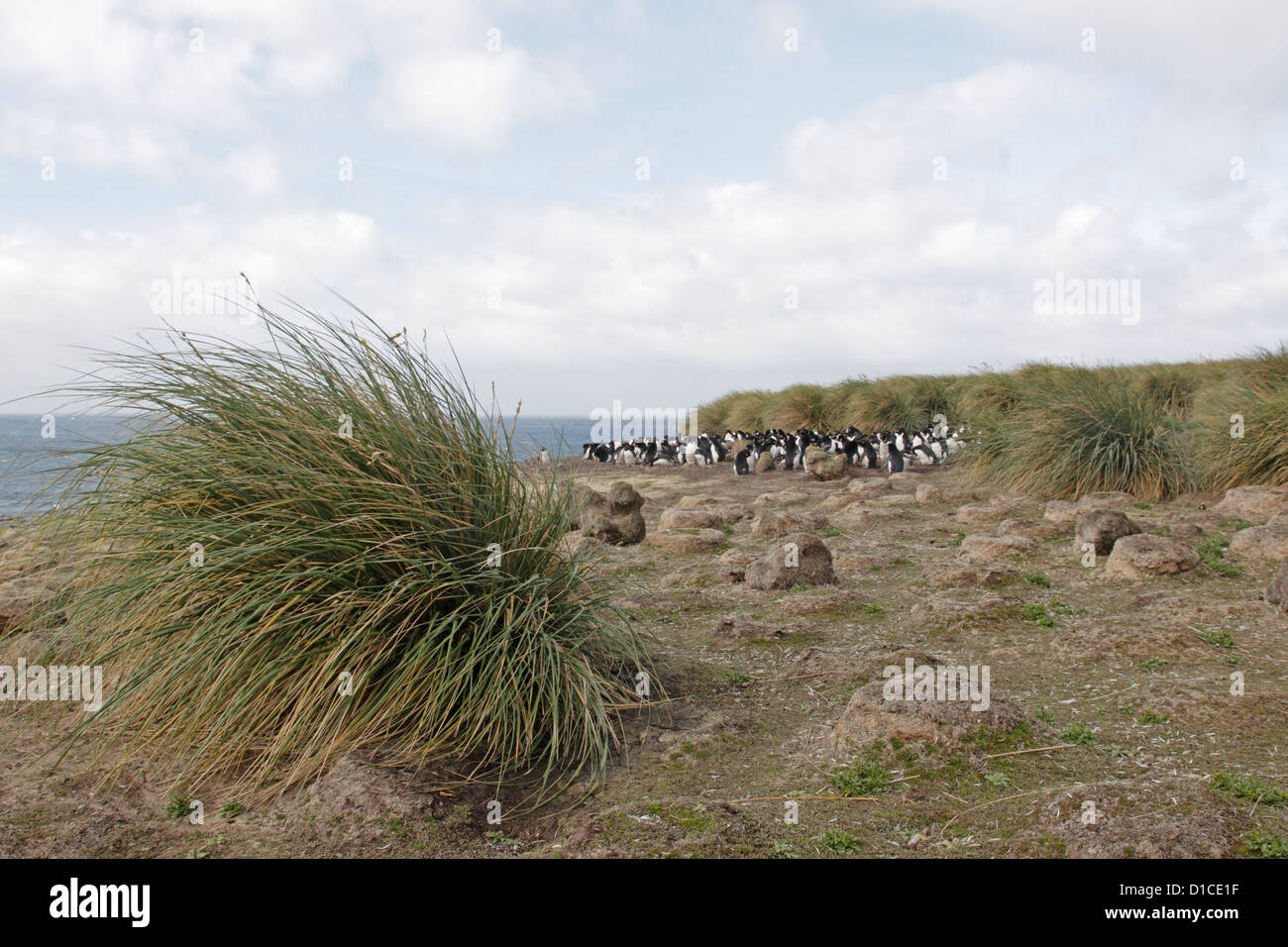 Kleinen Kolonie von Rockhopper Penguins düsterer Insel Stockfoto