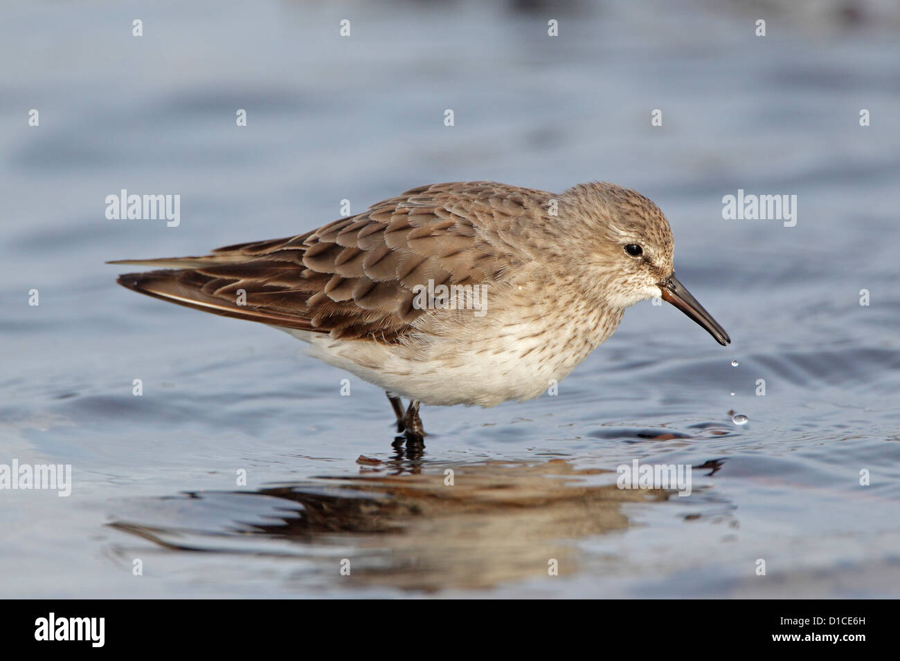 Weißes-rumped Sandpiper Stockfoto