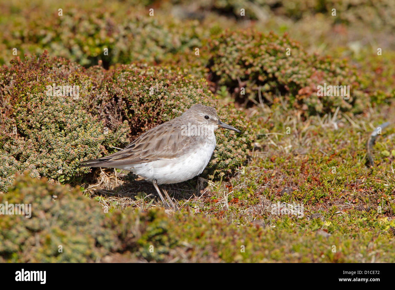 Weißes-rumped Sandpiper Stockfoto