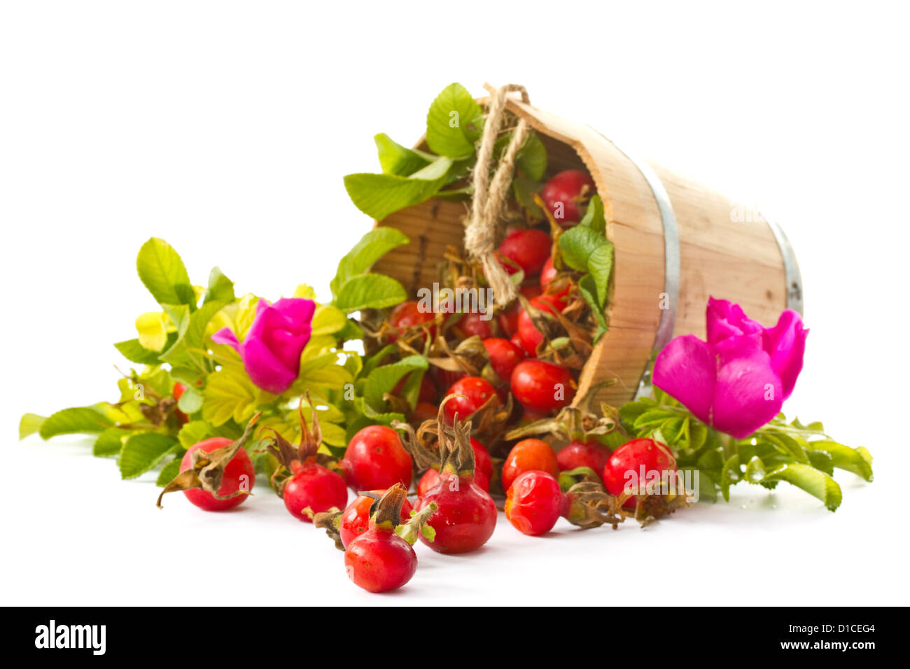 Früchte und Blüten der Wildrose Stockfoto
