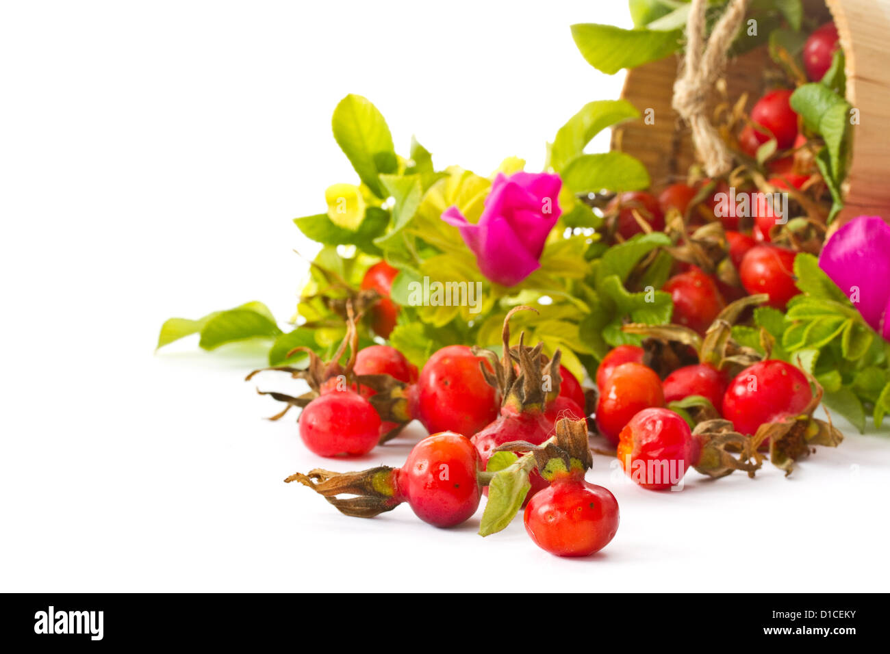 Früchte und Blüten der Wildrose Stockfoto